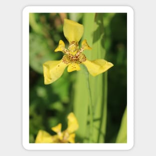 Yellow lily blossom on bright green background Sticker